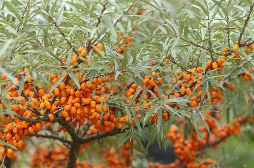 Облепиха (Hippophae rhamnoides)