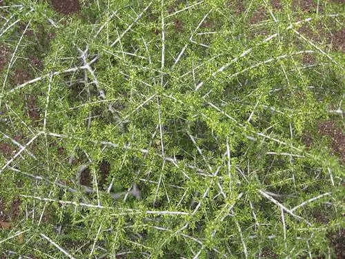 Вид на листья Rhamnus lycioides