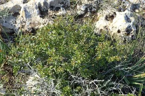 Общий вид Rhamnus lycioides