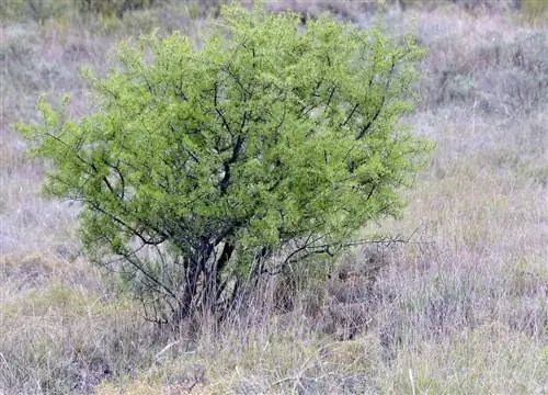 Терновник (Rhamnus lycioides)
