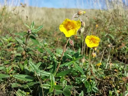 Цветки Helianthemum nummularium желтые.