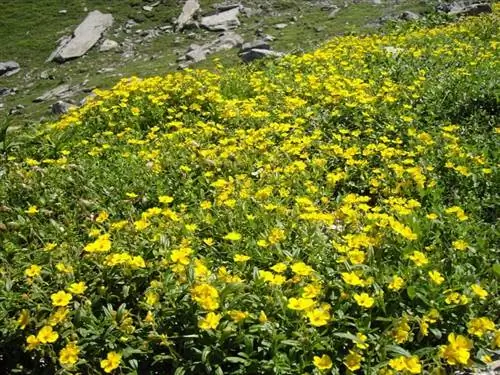 Вид на Helianthemum nummularium