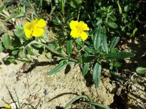 Вид на цветы Helianthemum nummularium