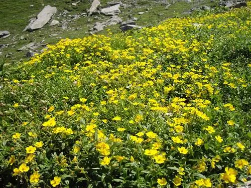 Боннет (Helianthemum nummularium)