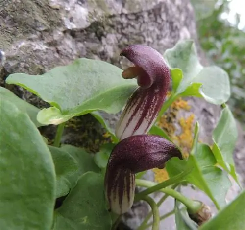 Вид на цветы Arisarum simorrinum