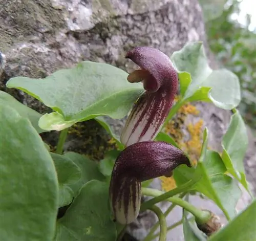 Арисаро (Arisarum simorrinum)