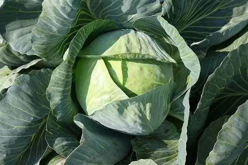 Капустные (Brassicaceae)