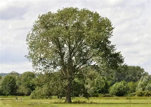 Общий вид Populus nigra