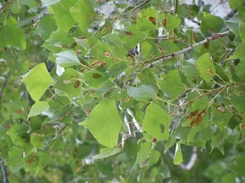 Populus nigra - дерево, уязвимое для болезней