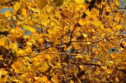 Populus nigra осенью выглядит эффектно