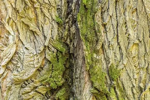 Ствол Populus nigra с возрастом трескается.