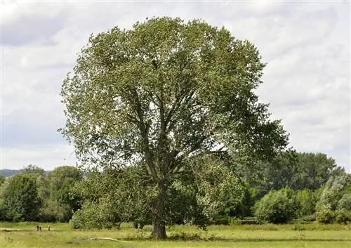 Тополь черный (Populus nigra)