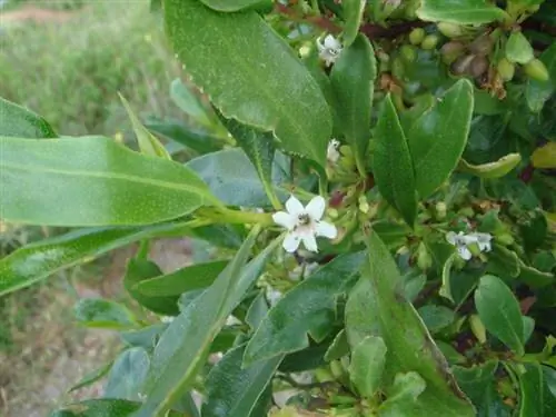 Листья Myoporum laetum ланцетные, зеленые.