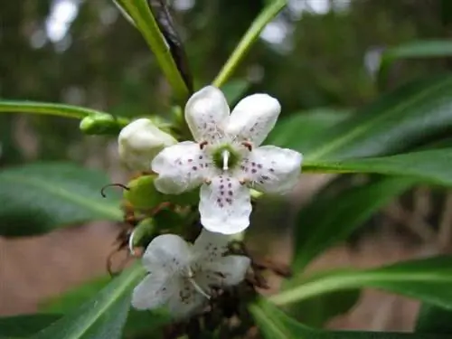 Цветок Myoporum laetum белый.