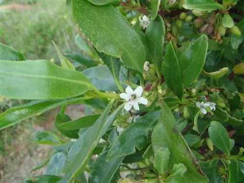 Миопорум (Myoporum laetum)