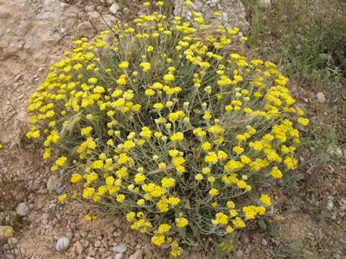 Helichrysum stoechas живет в открытых полях. Helichrysum stoechas живет в открытых полях.