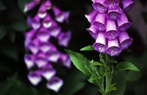 Растение Digitalis purpurea можно выращивать в горшках.