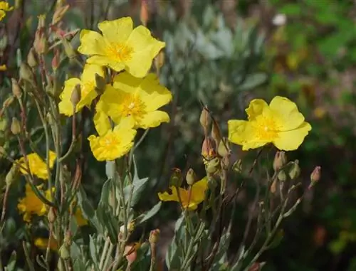 Вид на цветы Halimium halimifolium