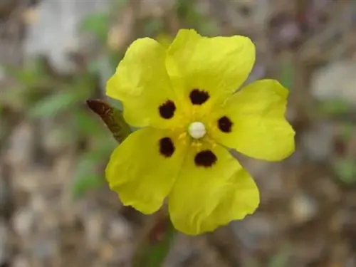 Цветки Halimium halimifolium желтые.