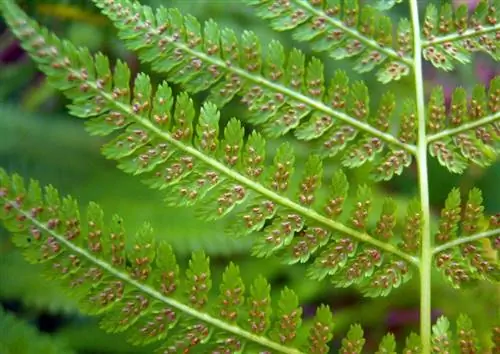 Вид на листья Athyrium filix-femina