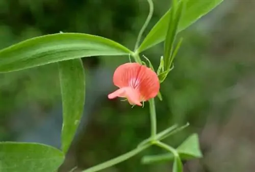 Вид на Lathyrus cicera