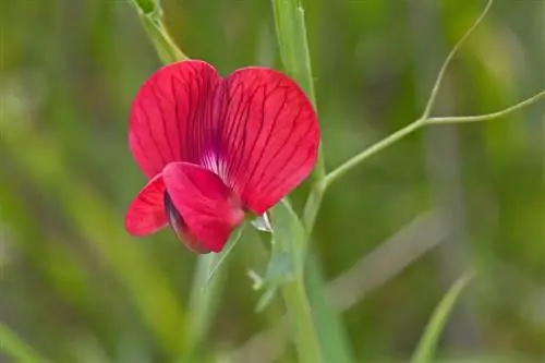 Горох дикий (Lathyrus cicera)