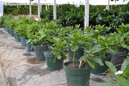 Цветок тиаре (Gardenia tahitensis)