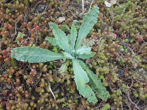 Молодое растение Anchusa undulata