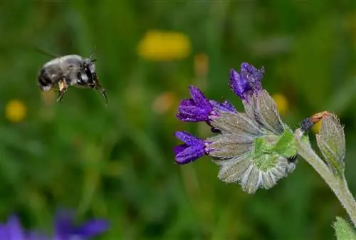 Жимолость (Anchusa undulata)