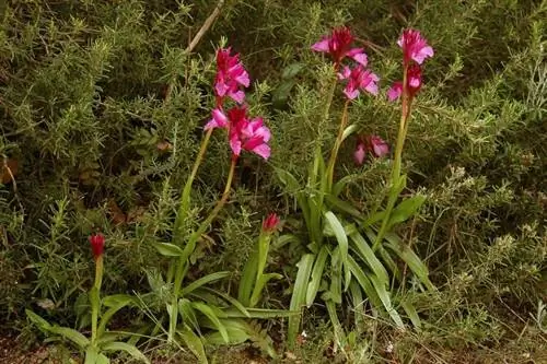 Orchis papilionacea в среде обитания