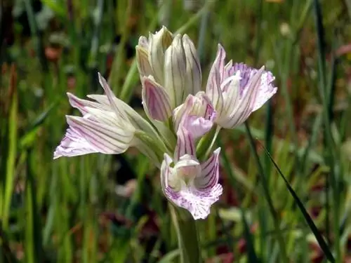Orchis papilionacea цветок