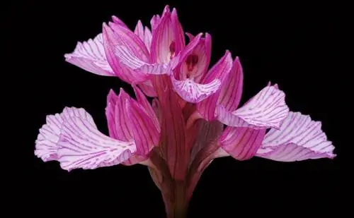 Орхидея-бабочка (Orchis papilionacea)