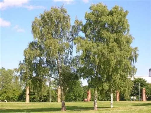 Вид на Betula pendula в саду Вид на Betula pendula в саду