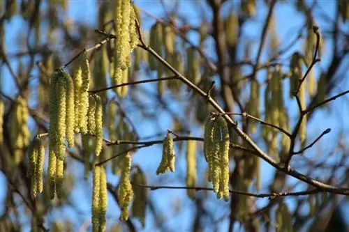 Цветки Betula pendula собраны в соцветия. Цветки Betula pendula собраны в соцветия.