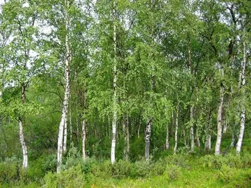 Вид Betula pendula в среде обитания Вид Betula pendula в среде обитания