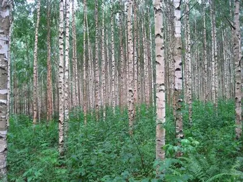 Ствол Betula pendula беловатый. Ствол Betula pendula беловатый.