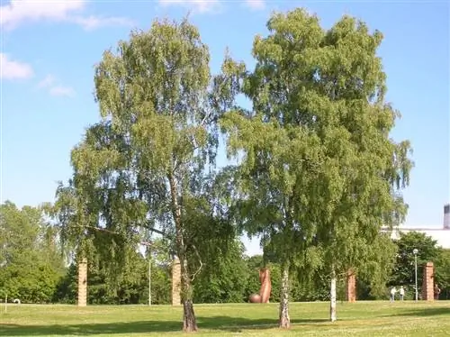 Береза повислая (Betula pendula)