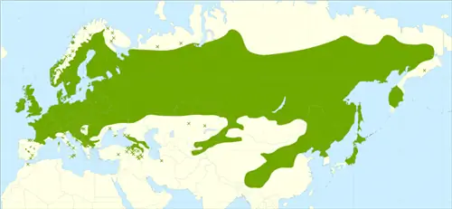 Betula pendula распространена по всей Евразии. Betula pendula распространена по всей Евразии.