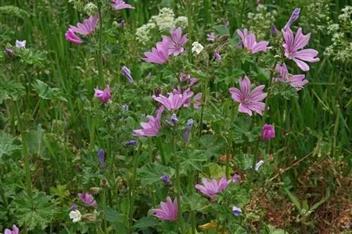 кустарник под названием Malva sylvestris или Malva, полный цветов кустарник под названием Malva sylvestris или Malva, полный цветов
