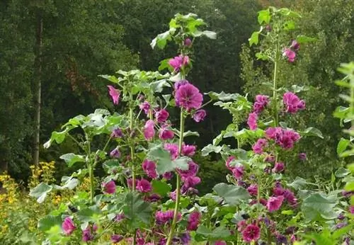 высокие кусты, полные цветов, называемые Malva sylvestris высокие кусты, полные цветов, называемые Malva sylvestris