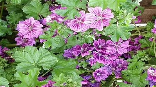 горшок, полный фиолетовых цветов растения Malva sylvestris горшок, полный фиолетовых цветов растения Malva sylvestris