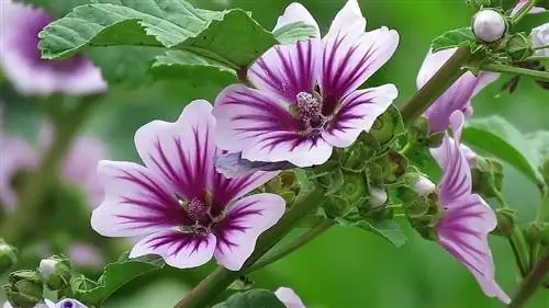 два открытых цветка и крупный план фиолетового цвета растения Malva sylvestris два открытых цветка и крупный план фиолетового цвета растения Malva sylvestris