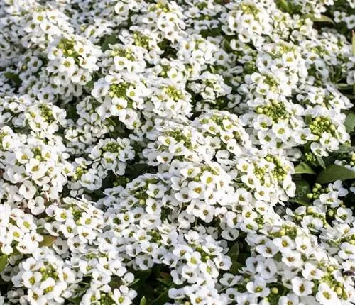 Ольха морская (Alysum Maritimum)