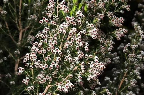 Вереск белый (Erica arborea)