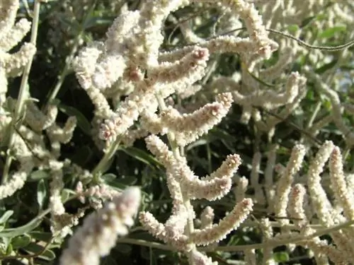 Вид на цветки многоплодника Atriplex