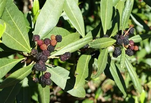 Листья и плоды Myrica faya