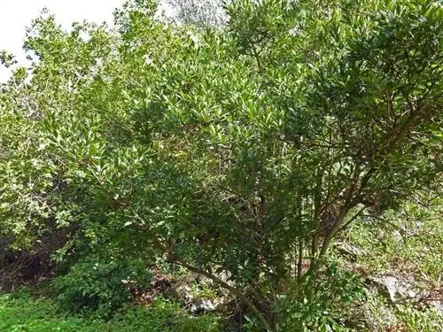 Вид на куст Myrica faya