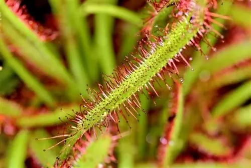 Вид на листья Drosera capensis