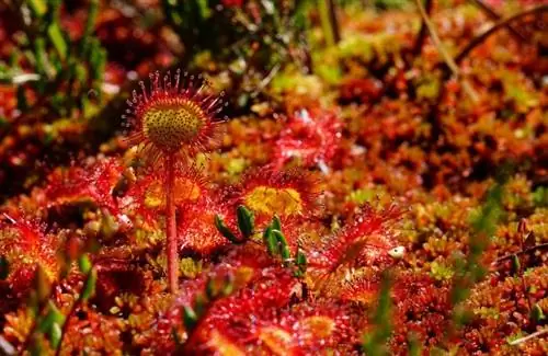 Вид Drosera rotundifolia в среде обитания