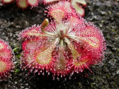 Вид на Drosera spatulata